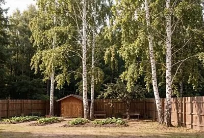 Не сажай, оштрафуют: дачникам грозит до 50 тысяч рублей за любимые деревья