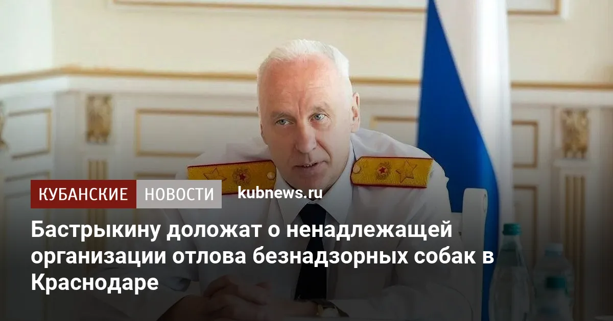 Бастрыкину доложат о ненадлежащей организации отлова безнадзорных собак в Краснодаре