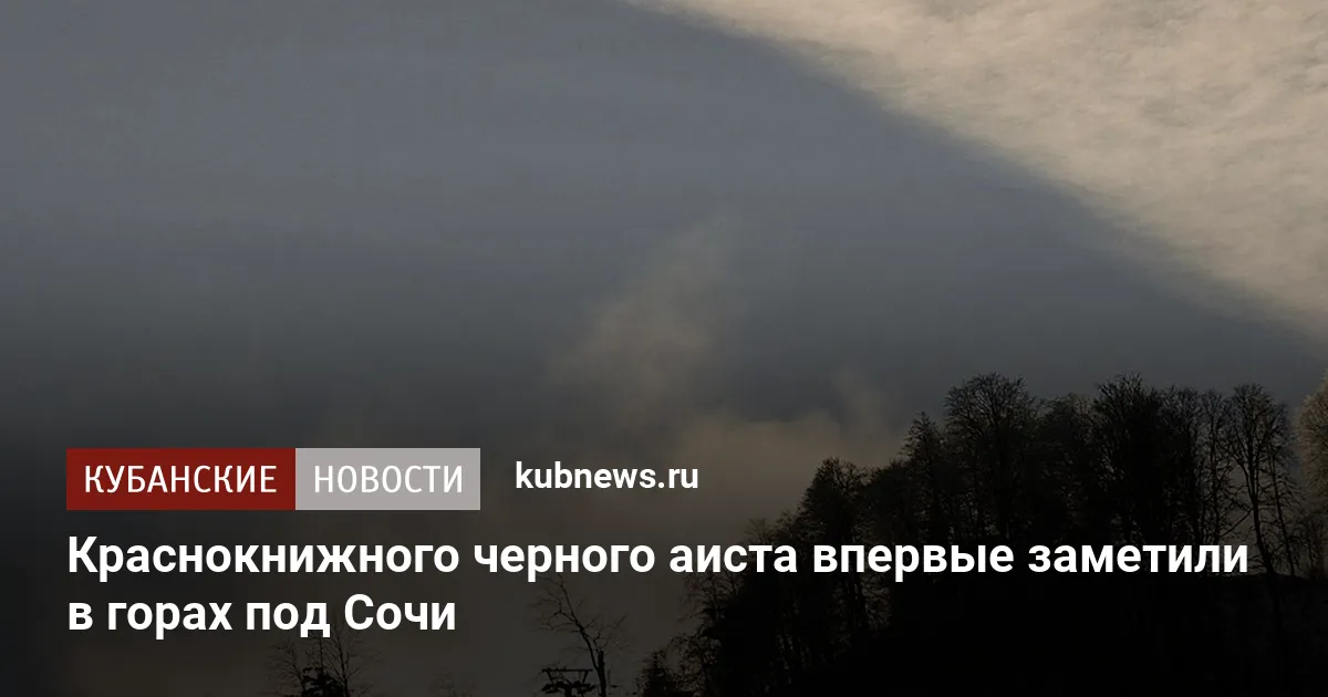 Краснокнижного черного аиста впервые заметили в горах под Сочи