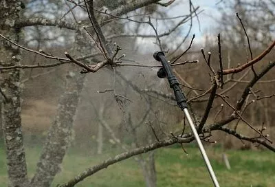 И удобрения, и защита: зачем обрабатывать мочевиной осенний сад