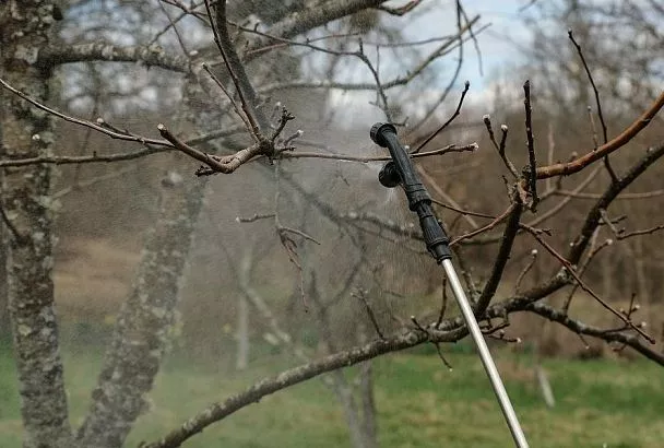 И удобрения, и защита: зачем обрабатывать мочевиной осенний сад