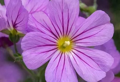 Как вырастить вербену из семян: от посева до цветения. Яркий ковер на клумбе все лето 