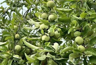 Близкие, но не родные: почему не стоит прививать грушу на яблоню