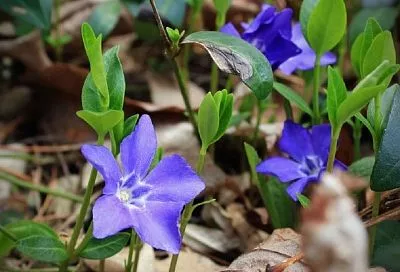 И под елкой, и под сосной: топ-3 растений, которые прекрасно себя чувствуют в тени хвойников