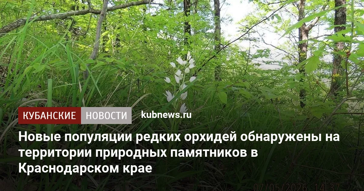Новые популяции редких орхидей обнаружены на территории природных памятников в Краснодарском крае