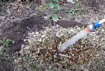 Этот лайфхак при посадке дерева даст 100% результат: вот как простая доска спасет ваш сад