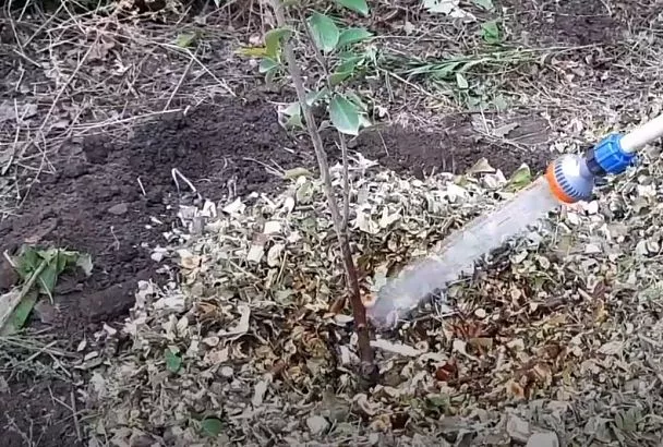 Этот лайфхак при посадке дерева даст 100% результат: вот как простая доска спасет ваш сад