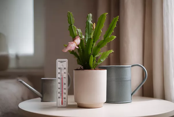 Декабрист не цветёт: устраиваю ему «стресс» — и он закладывает бутоны