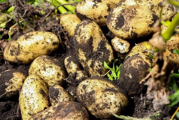 Картошка вырастет с кулак и очень вкусной: 1 прием удобрения с марта