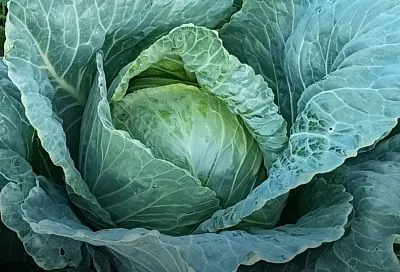 ТОП-3 сорта капусты для идеального квашения: как вырастить и получить хрустящий результат в 2025 году