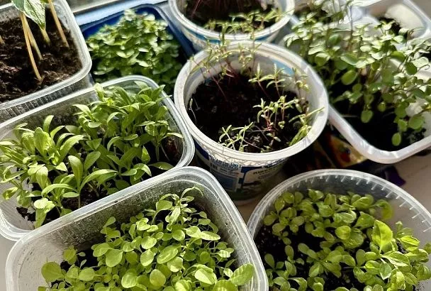 Это средство из луковой шелухи и йода для подкормки рассады сделает ее крепкой и здоровой и сэкономит вам кучу денег