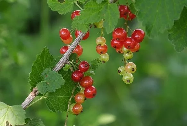 Какие удобрения вредят смородине: почему некоторые подкормки могут погубить растение