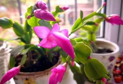 Стало известно, что жители Краснодарского края чаще всего сохраняют в «Облаке Mail» 