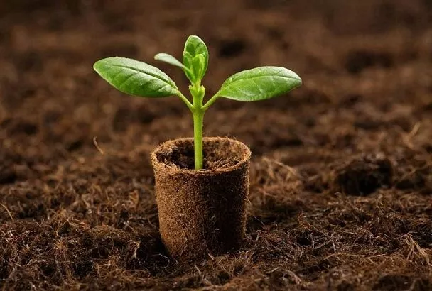 Торфяные таблетки для рассады: идеальный старт богатого урожая