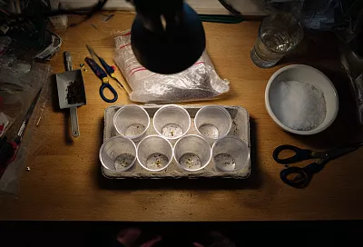 Петуния всходит на 100%: мой проверенный способ посева в январе