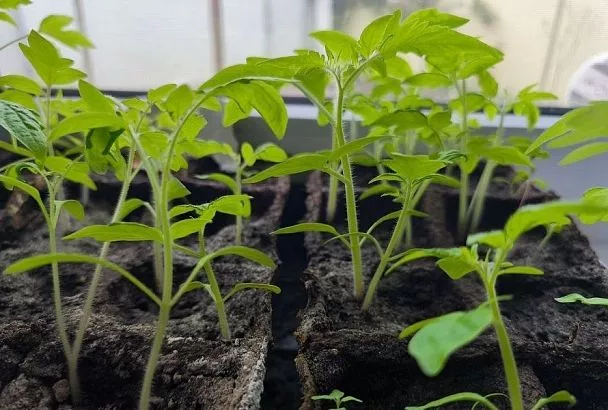 Как сделать вытянувшуюся рассаду томатов жирной и крепкой