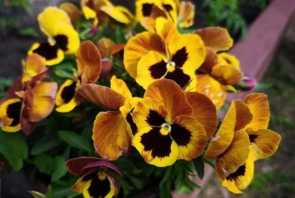 Цветы, которые переживут зиму: какие однолетники посеять осенью