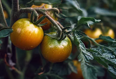 Почему томаты не краснеют? Может, вы просто торопитесь