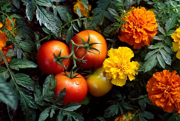 Компаньоны для огурца, томата и не только: посадить вместе и получить двойной урожай