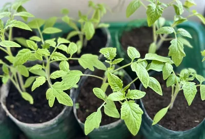 Радует глаз, да зуб неймет: жирование томатов может начаться с рассады