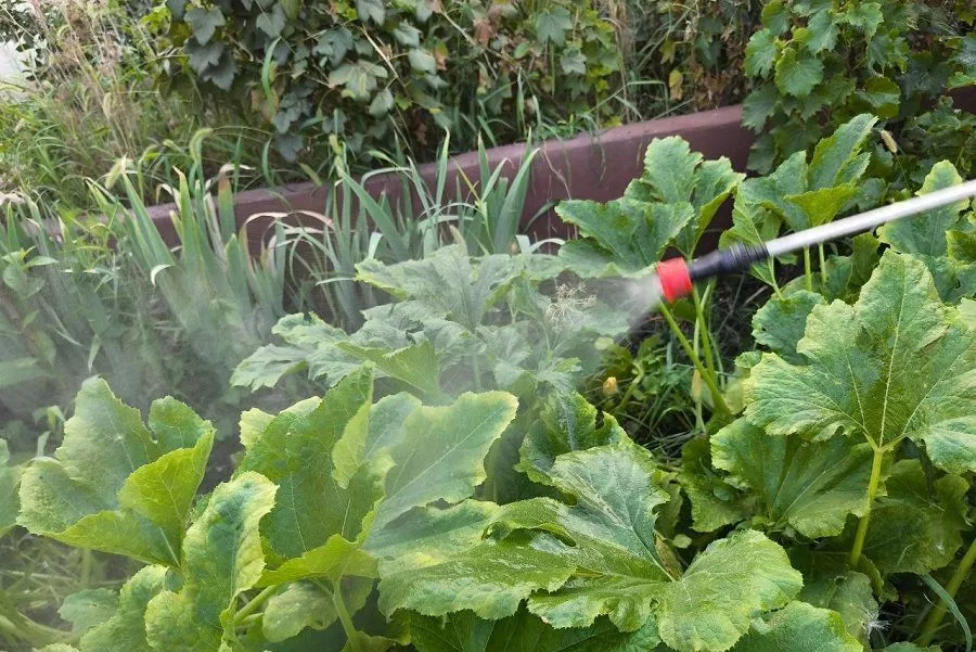 Не прыскай: чем опасны подкормки «по листу» во второй половине лета