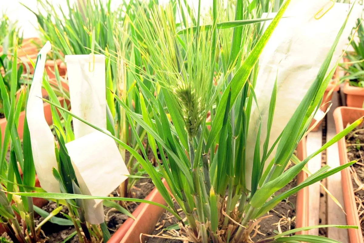 Краснодарские сорта покоряют регионы России от Калининграда до Владивостока. Краснодарские сорта покоряют регионы России от Калининграда до Владивостока.