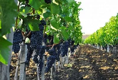 Экспорт кубанского вина в 2020 году вырос на 16%
