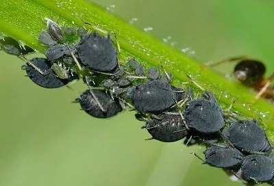 Цитрусовая кожура против тли: экологично, эффективно, ароматно