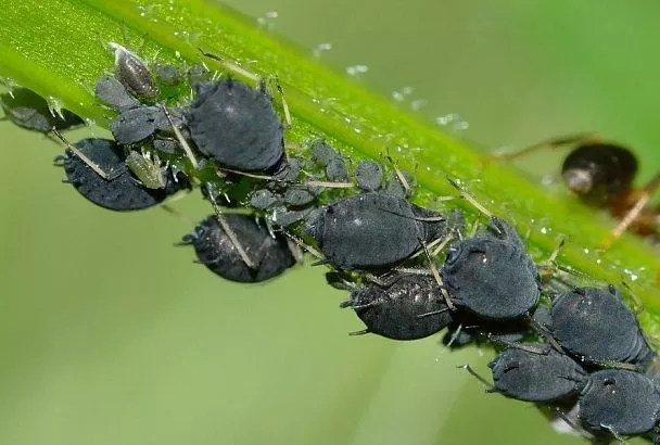 Цитрусовая кожура против тли: экологично, эффективно, ароматно