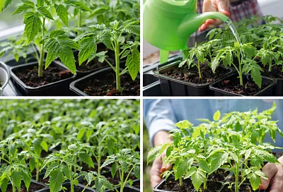 Развожу 1 таблетку янтарной кислоты на 1 литр - рассада томатов больше не бледнеет и прет здоровая