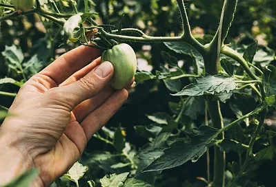 Как пасынковать томаты в августе: обязательная прищипка для щедрого урожая