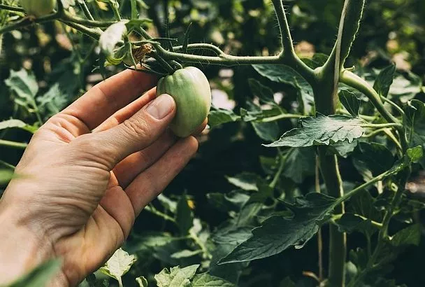 Как пасынковать томаты в августе: обязательная прищипка для щедрого урожая