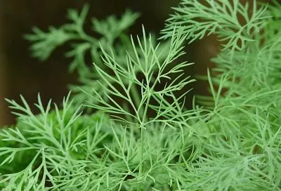 Замораживаем зелень на зиму так, и едим витамины до весны: секрет из вашего холодильника