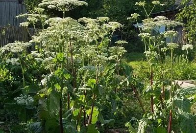 Дачников заставят бороться с борщевиком, иначе придется заплатить. С 1 марта дачников будут штрафовать за растение на участке 