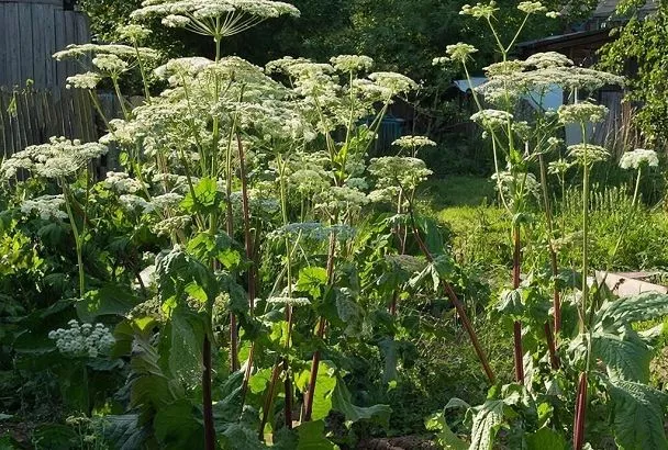 Дачников заставят бороться с борщевиком, иначе придется заплатить. С 1 марта дачников будут штрафовать за растение на участке 