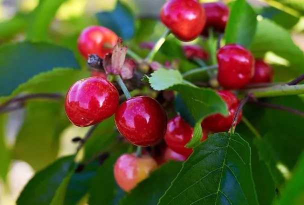 Какую черешню даже не надо срывать с дерева, чтобы не отравиться