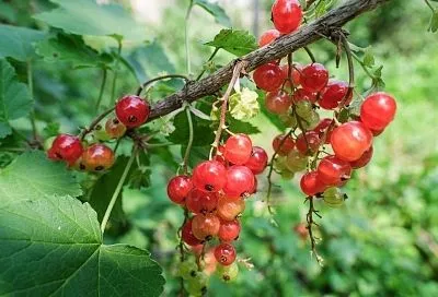 Дает ягоды с третьего года: почему на красной и белой смородине нет ягод и как все исправить