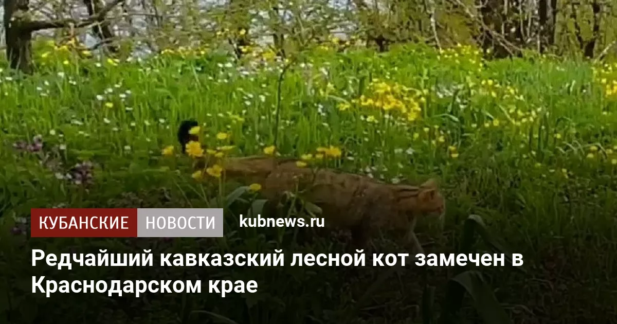 Редчайший кавказский лесной кот замечен в Краснодарском крае