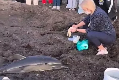 В Анапе два дельфина выбросились на берег. Один погиб