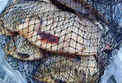 Щепотка волшебства! Как сушеный мотыль заставляет клевать глубинного карася летом