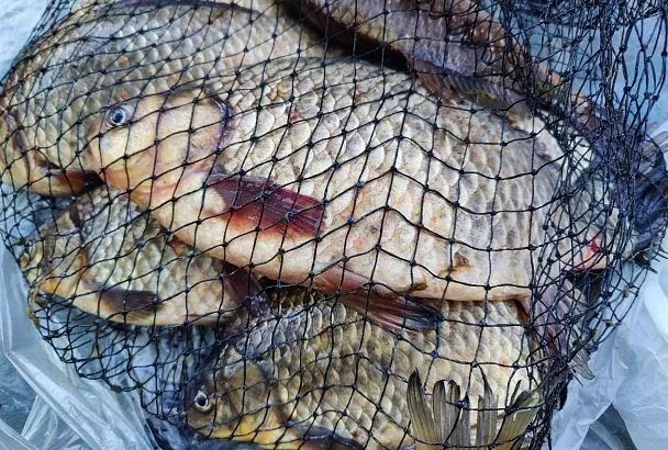 Щепотка волшебства! Как сушеный мотыль заставляет клевать глубинного карася летом