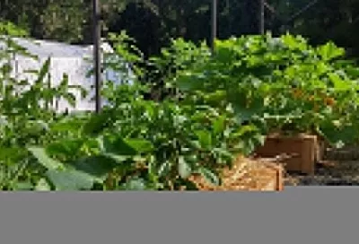 Не оставляем ни единого шанса на выживание: лучшие способы борьбы с медведкой в огороде и почему это надо делать именно осенью