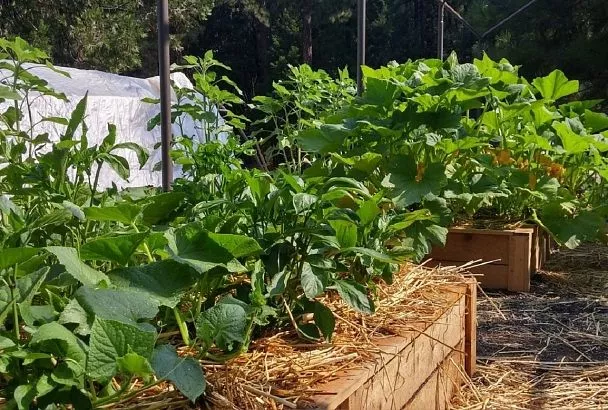 Не оставляем ни единого шанса на выживание: лучшие способы борьбы с медведкой в огороде и почему это надо делать именно осенью