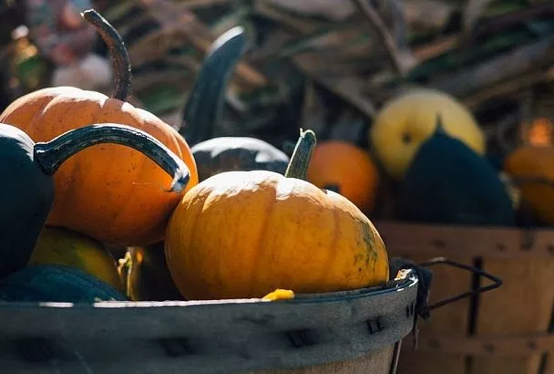 Идеальная рассада тыквы: раннеспелые гибриды «Крошка» и «Цукат» для урожая за 90 дней