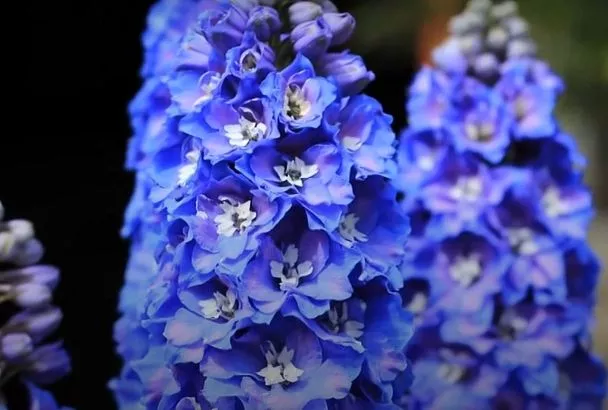 Выбрал Многолетники-гиганты: 5 Высокорослых Сортов для Вертикального Акцента в Саду