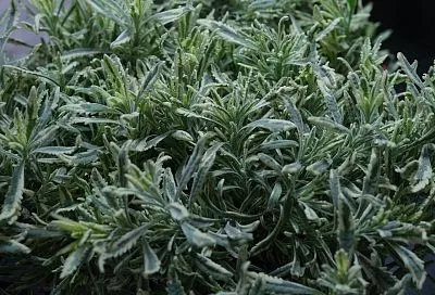 Мое сердце за «мерло»: эта лаванда – истинная жемчужина для ценителей изысканной красоты