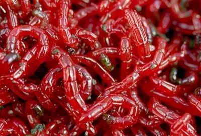 Мотыль для весенней рыбалки у меня теперь ведрами: собираю его так — и экономлю в рыболовном магазине