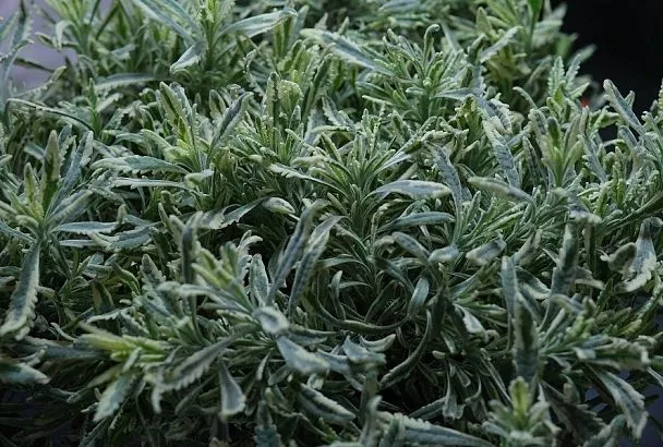 Мое сердце за «мерло»: эта лаванда – истинная жемчужина для ценителей изысканной красоты