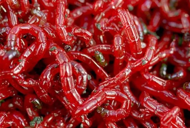 Мотыль для весенней рыбалки у меня теперь ведрами: собираю его так — и экономлю в рыболовном магазине