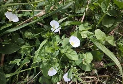 Как победить вьюнок-березку: наберите химии или наберитесь терпения 